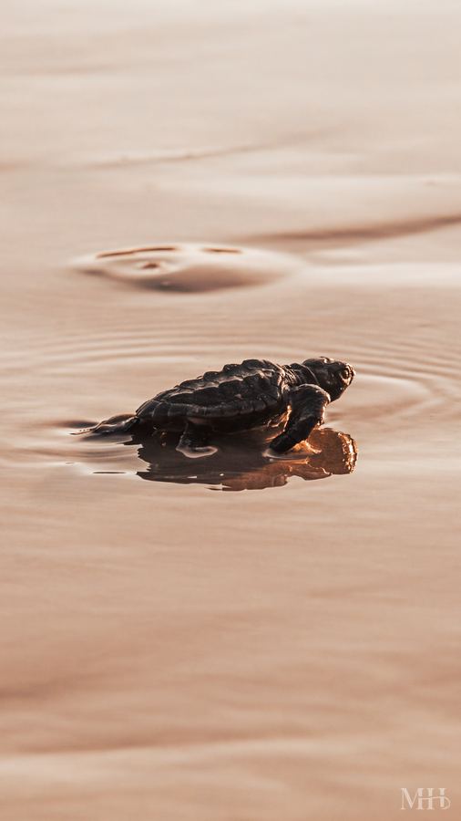 Baby sea turtle on the Texas Coastal Bend