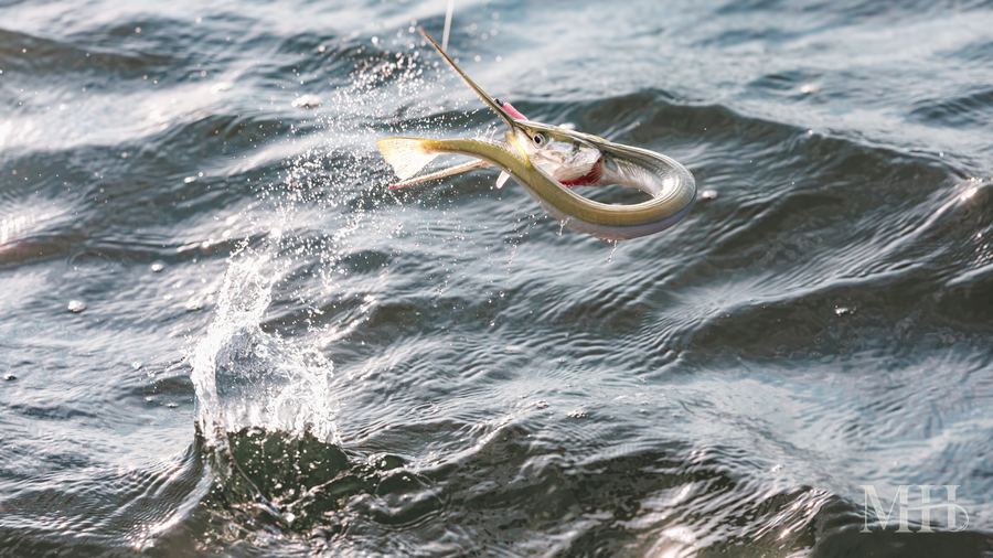 Needlefish breaking the surface, Texas Coastal Bend