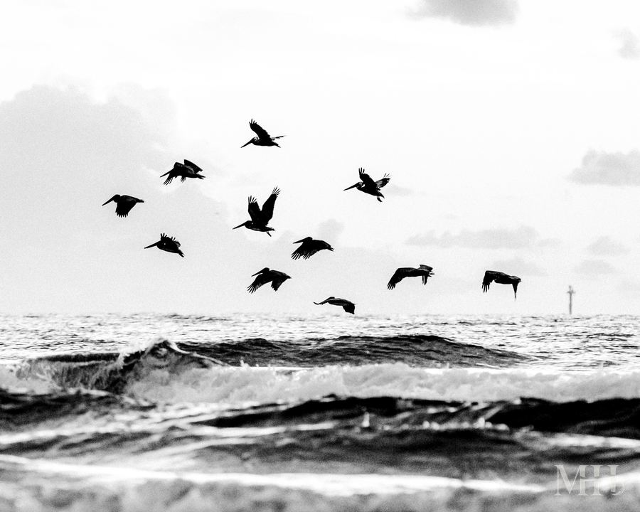 Pelicans flying over the surf, Texas Coastal Bend