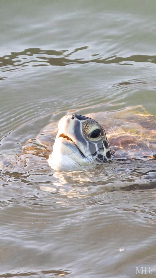 Sea turtle release on the Texas Coastal Bend
