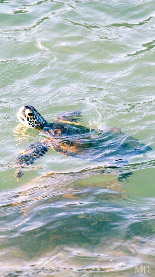 Sea turtle returning to the surf, Texas Coastal Bend