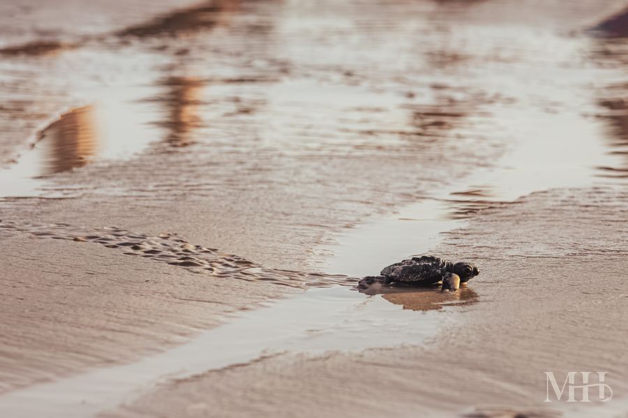 Sea turtle tracks on the beach, Texas Coastal Bend