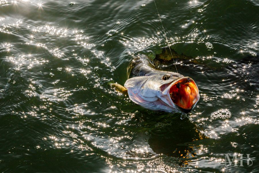 Speckled trout in action, Texas Coastal Bend