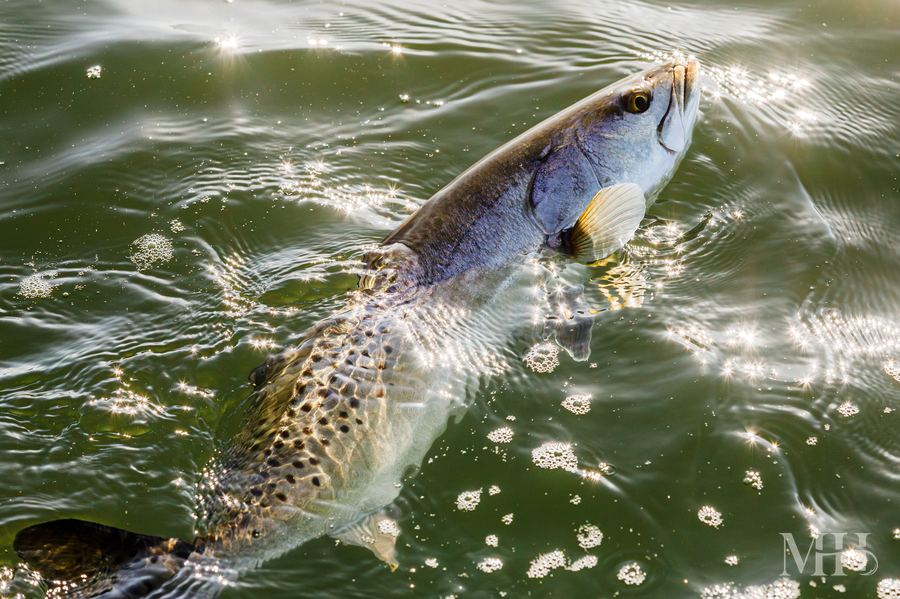 Speckled trout airborne, Texas Coastal Bend
