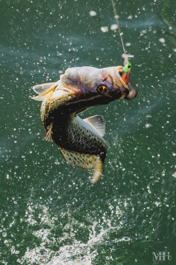 Speckled trout airborne mid-strike
