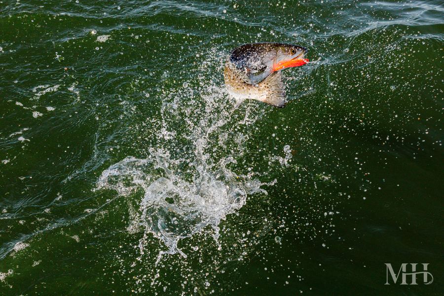 Speckled trout fishing action, Corpus Christi