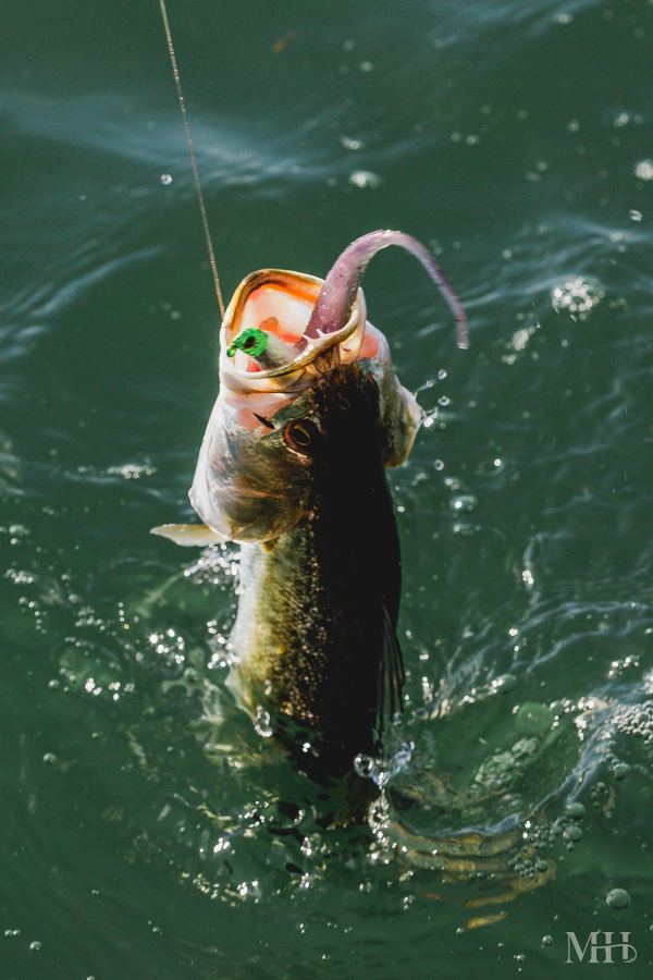 Speckled trout jumping mid-strike, Corpus Christi