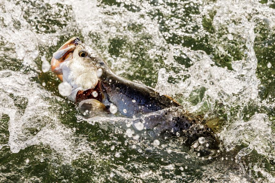 Speckled trout in mid-strike, Texas Coastal Bend