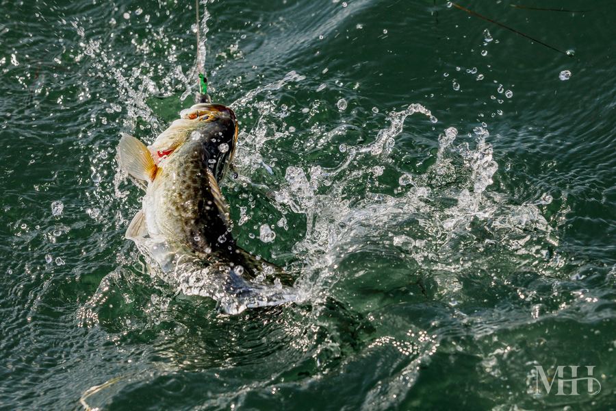 Speckled trout leaping, Corpus Christi