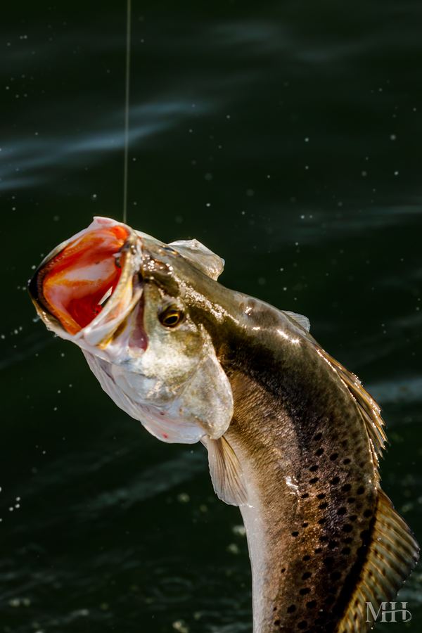 Speckled trout mid-air, Corpus Christi