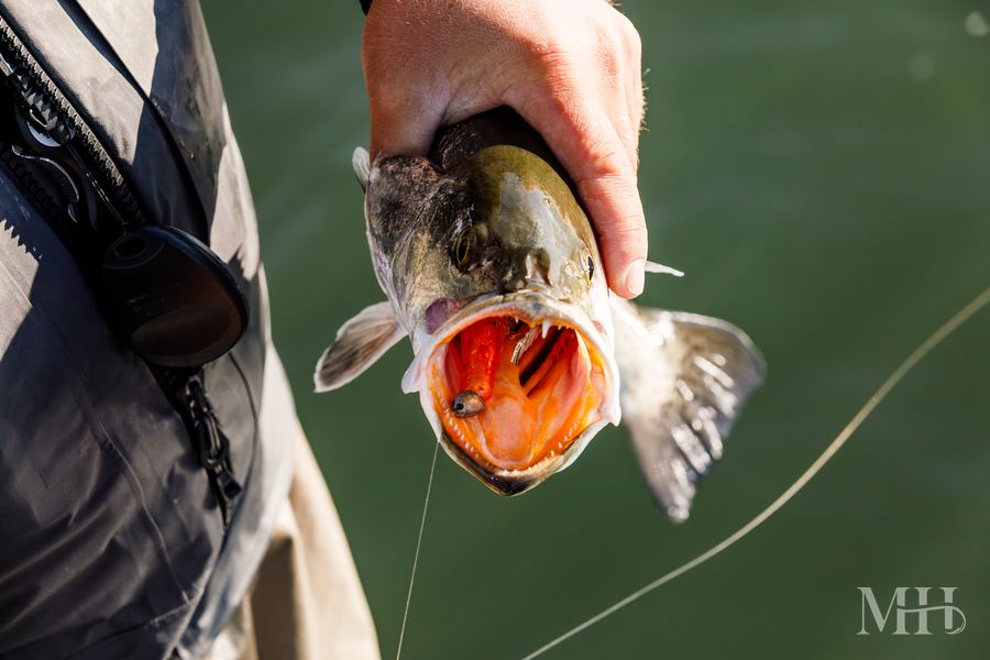Speckled trout breaking water with mouth open