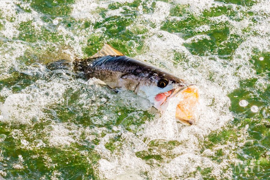 Speckled trout strike, Corpus Christi
