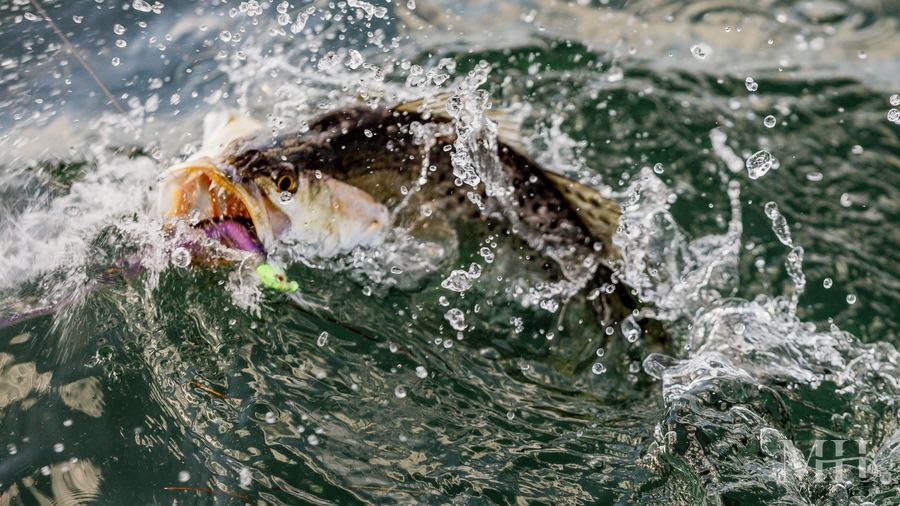 Speckled trout striking a lure, Texas Coastal Bend